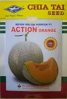 melon action orange,melon,buah melon,benih melon,budidaya melon,rock melon,bibit melon