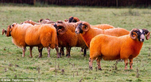 Cara Unik Gembala Di Skotlandia Atasi Pencurian Domba [ www.BlogApaAja.com ]
