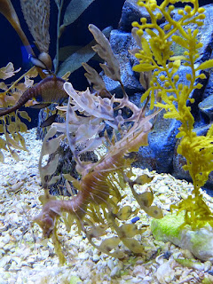 Dragon de mer feuillu - Hippocampe feuille - Phycodurus eques Dragon de mer feuillu - Hippocampe feuille - Phycodurus eques