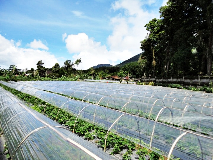Wisata Petik Strawberry Terdekat