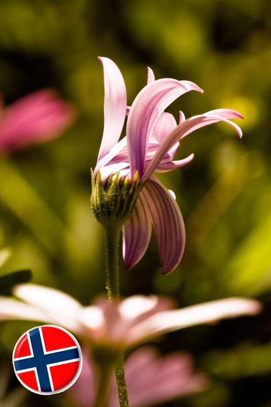 Stare at the stars Blomster for (Flowers for Norway...)