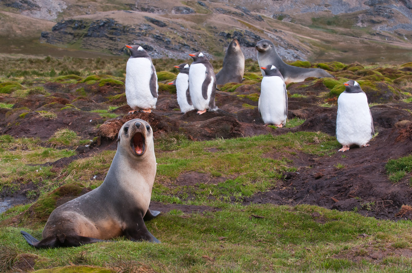 Banco de Imágenes Gratis Hábitat natural de los pingüinos (8 fotos lindas)