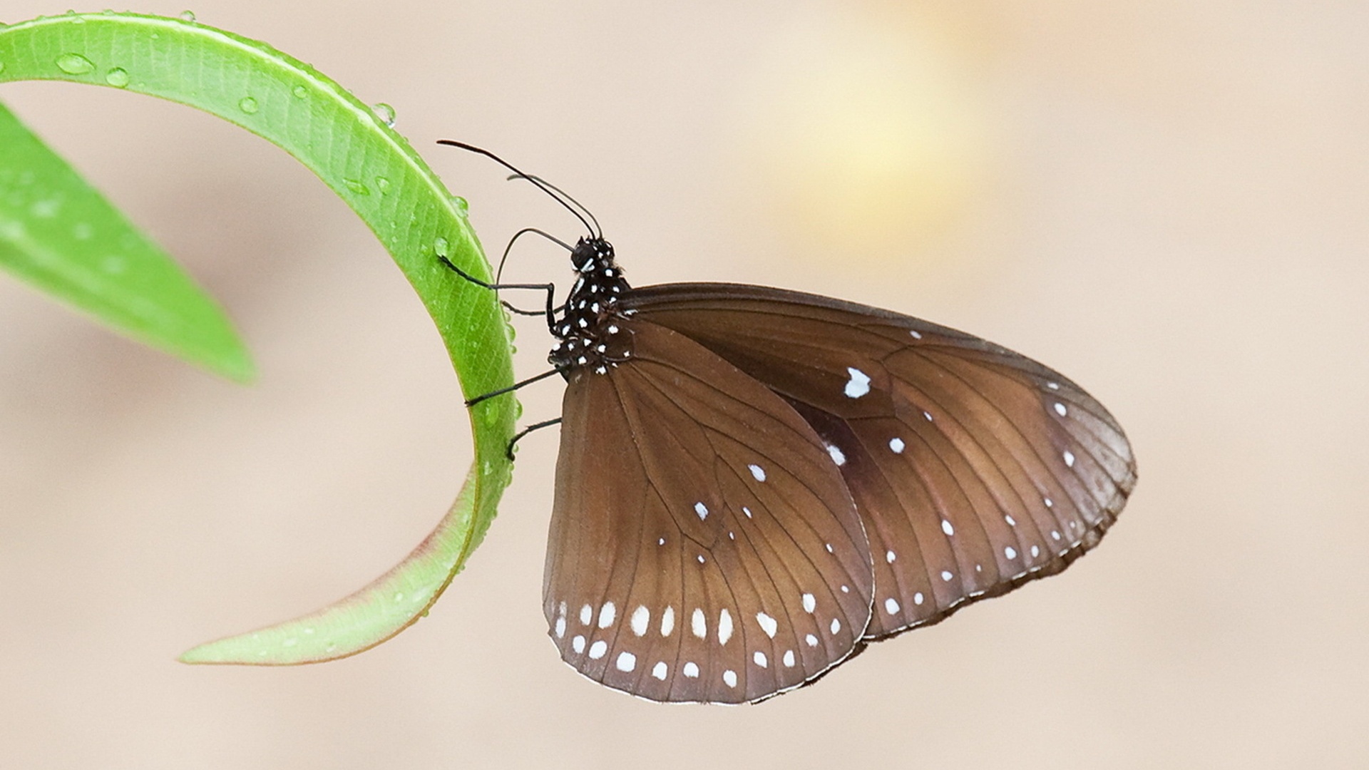 Brown butterfly - High Definition Wallpapers - HD wallpapers