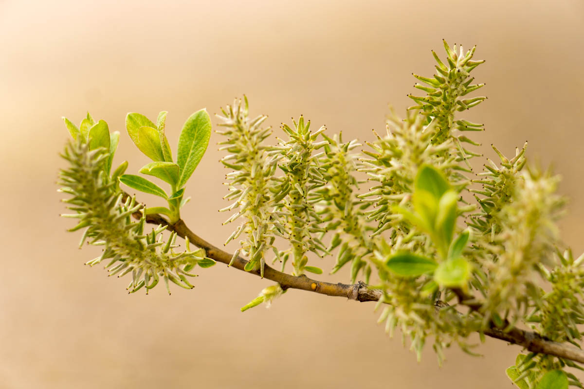 Plantas de Huerta Otea, Salamanca Sauce negro (Salix nigra)