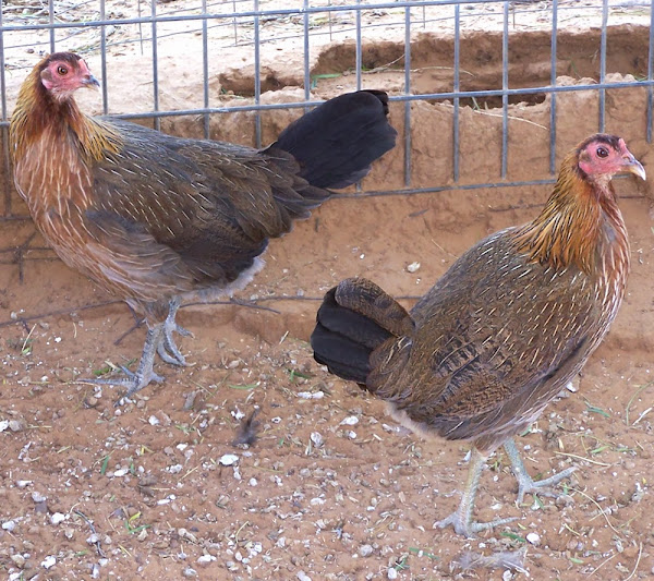 keeping chickens warm in cold weather, how to keep pet chickens warm in cold months