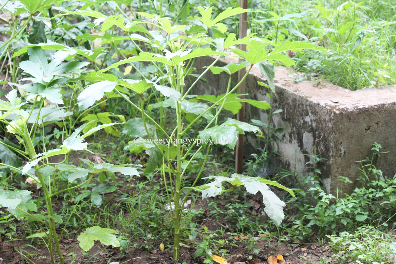 Roselle Plant Wikipedia