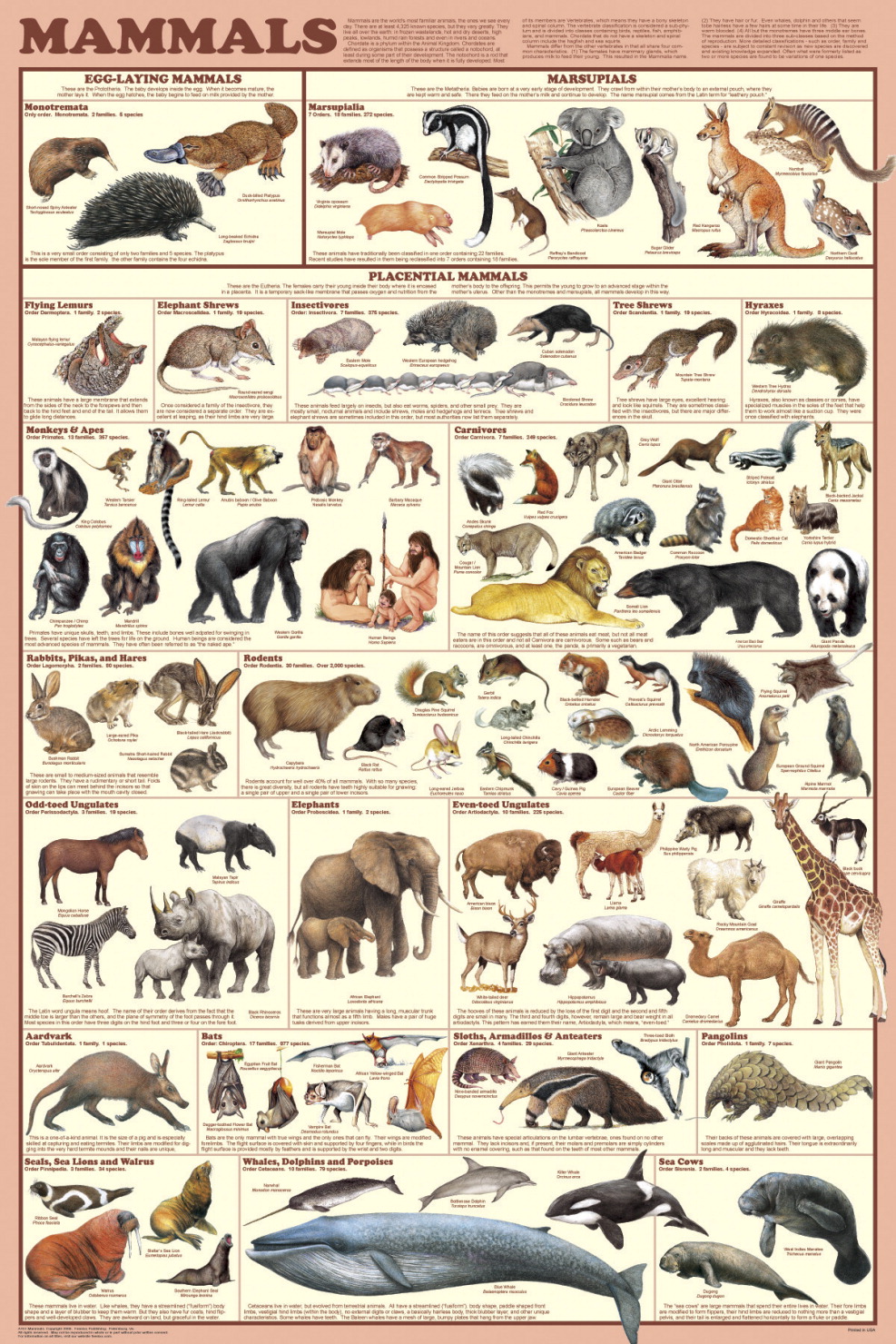 Три примера животных млекопитающих. Млекопитающие животные. Млекопитающие названия. Виды млекопитающих животных. Млекопитающие картинки.