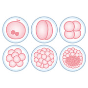 いろいろな受精卵のイラスト