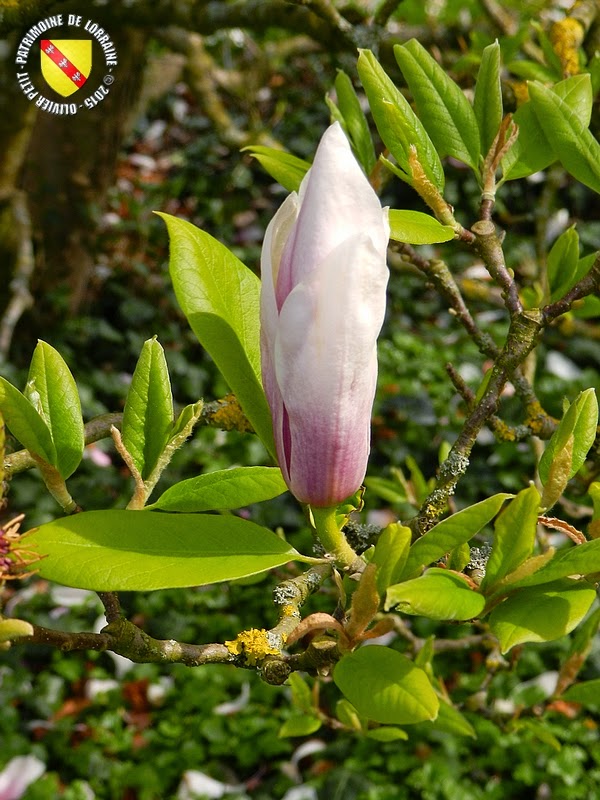 VILLERS-LES-NANCY (54) : Le jardin botanique du Montet-Magnolia étoilé