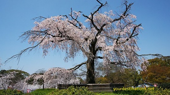  Most Beautiful Sakura Flower View Places inwards Nippon xx Most Beautiful Sakura Flower View Places inwards Japan