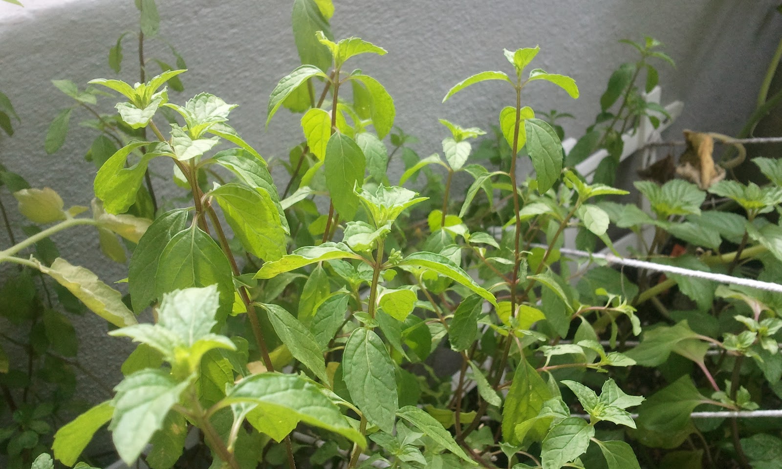 Grow herbs in Malaysia: Grow herbs in Malaysia