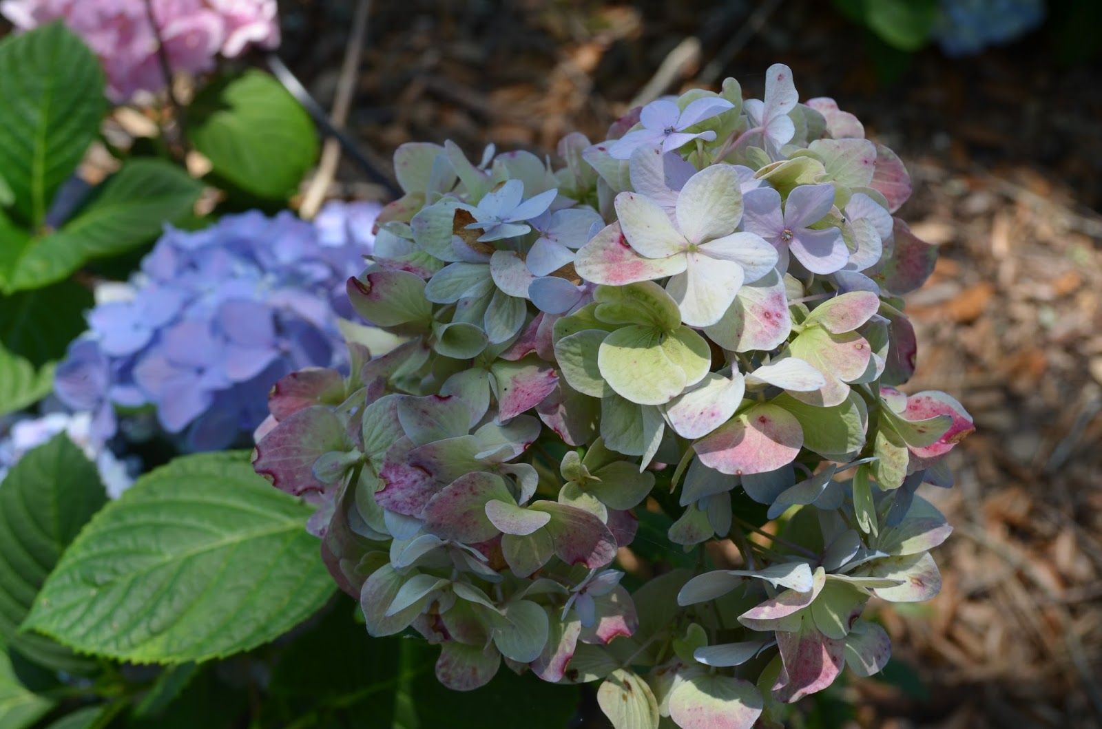 Farmers Seed & Supply Co. Inc. Hydrangea Flower of Many Colors
