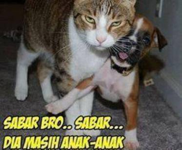Gambar Meme Lucu Kocak Banget Begini Jadinya Jika Kucing Bisa