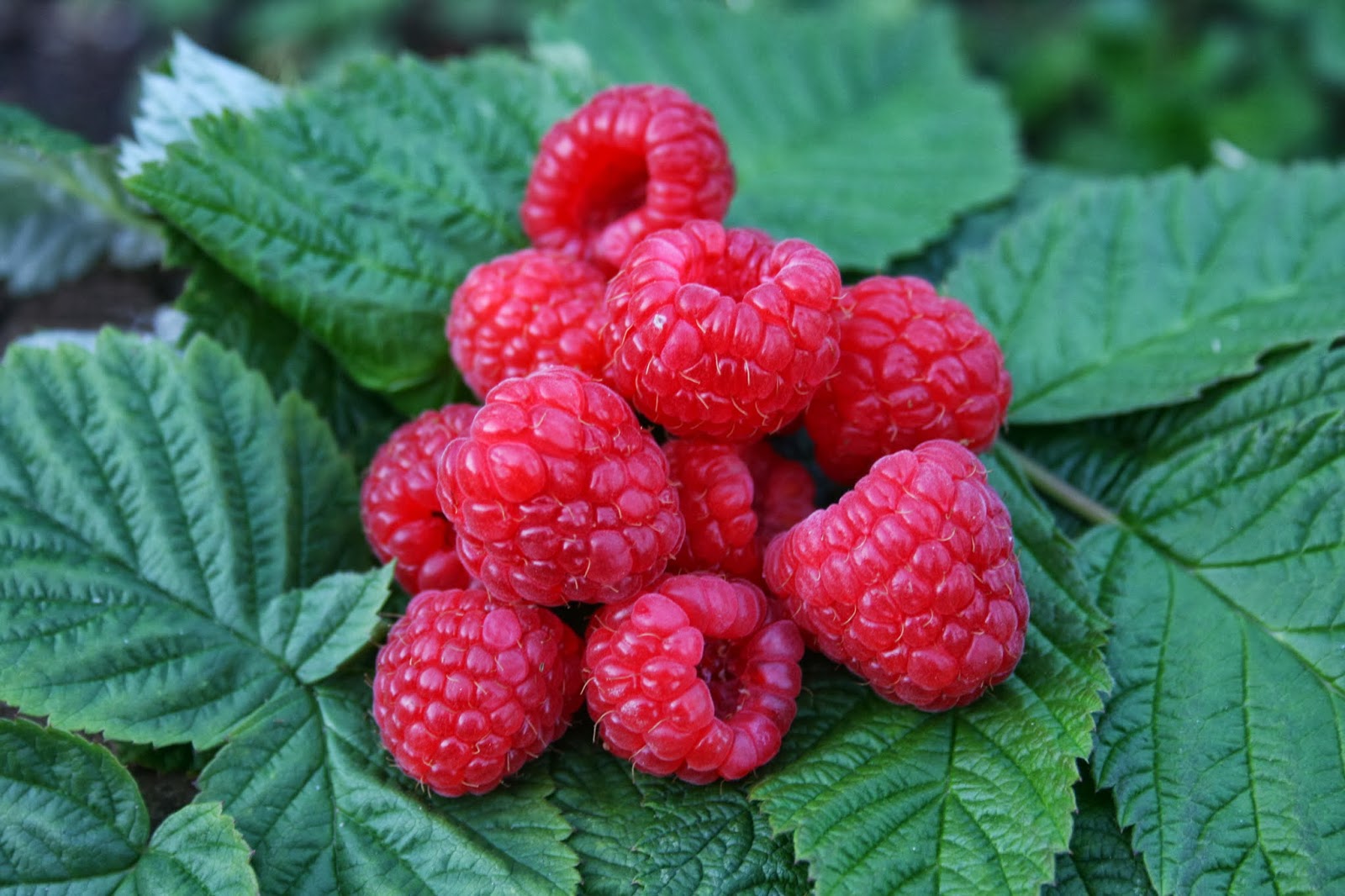 The Fruit Growing Expert SEASON EXTENDING RASPBERRIES