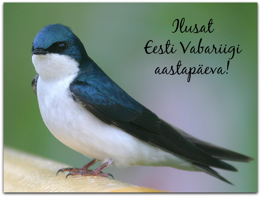 My Romantic Dream: Ilusat Eesti Vabariigi aastapäeva!