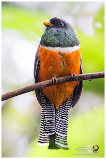 Orange-bellied Trogon (Trogon aurantiiventris) - male