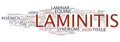 Laminitis terminology suggested by Dr Belknap in this article