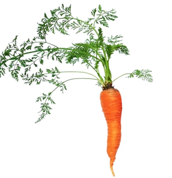 Ciri-Ciri Wortel dan Klasifikasi Ciri-Ciri Wortel dan Klasifikasi