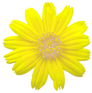 DOWNLOAD BUNGA 57 PNG