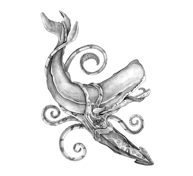 Illustration of a giant squid attacking a whale. Illustration of a giant squid attacking a whale.