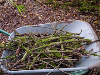 dead sticks of spiraea for a dead hedge