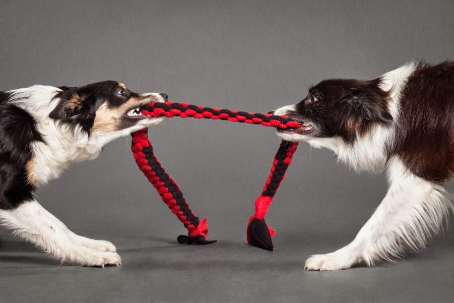 The Craziest Dogs Photography of All Time