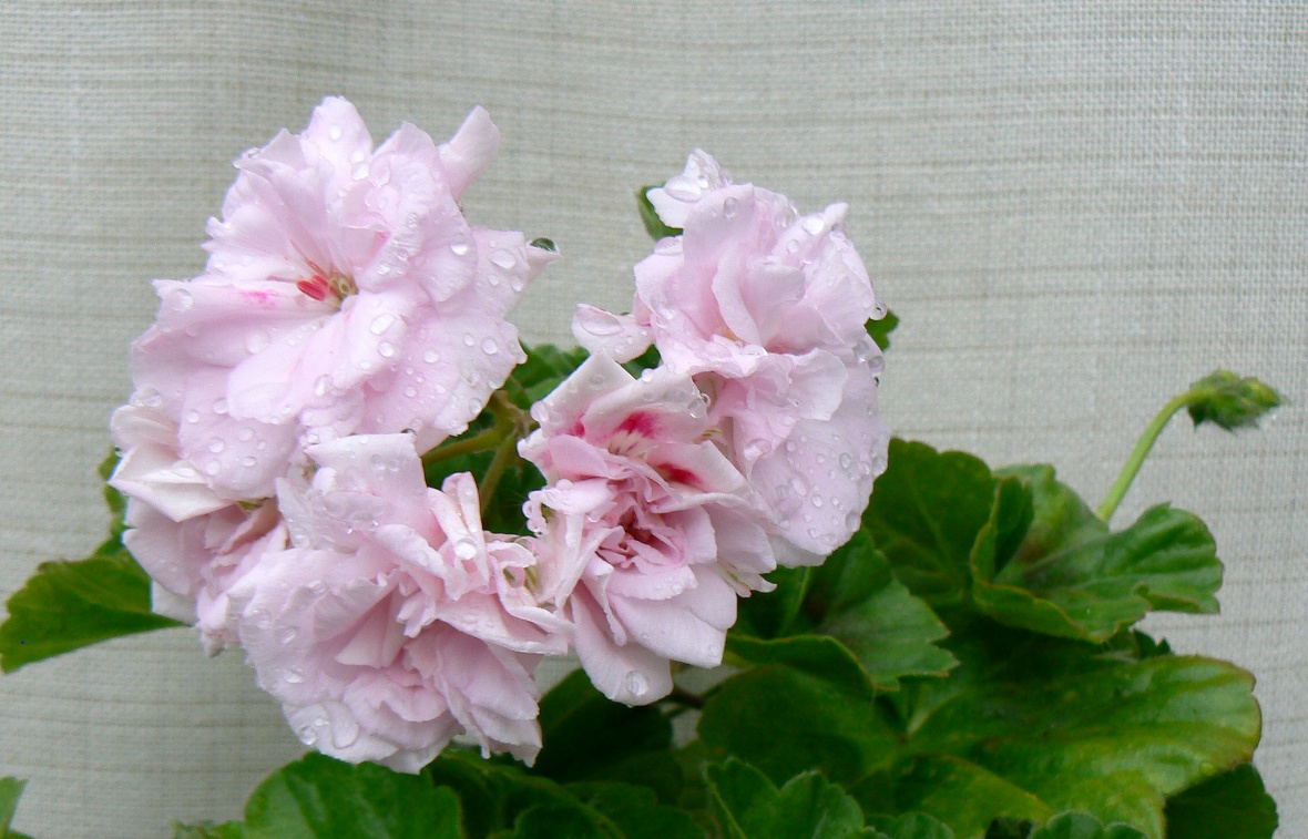 Pelargonium: Millfield Rose