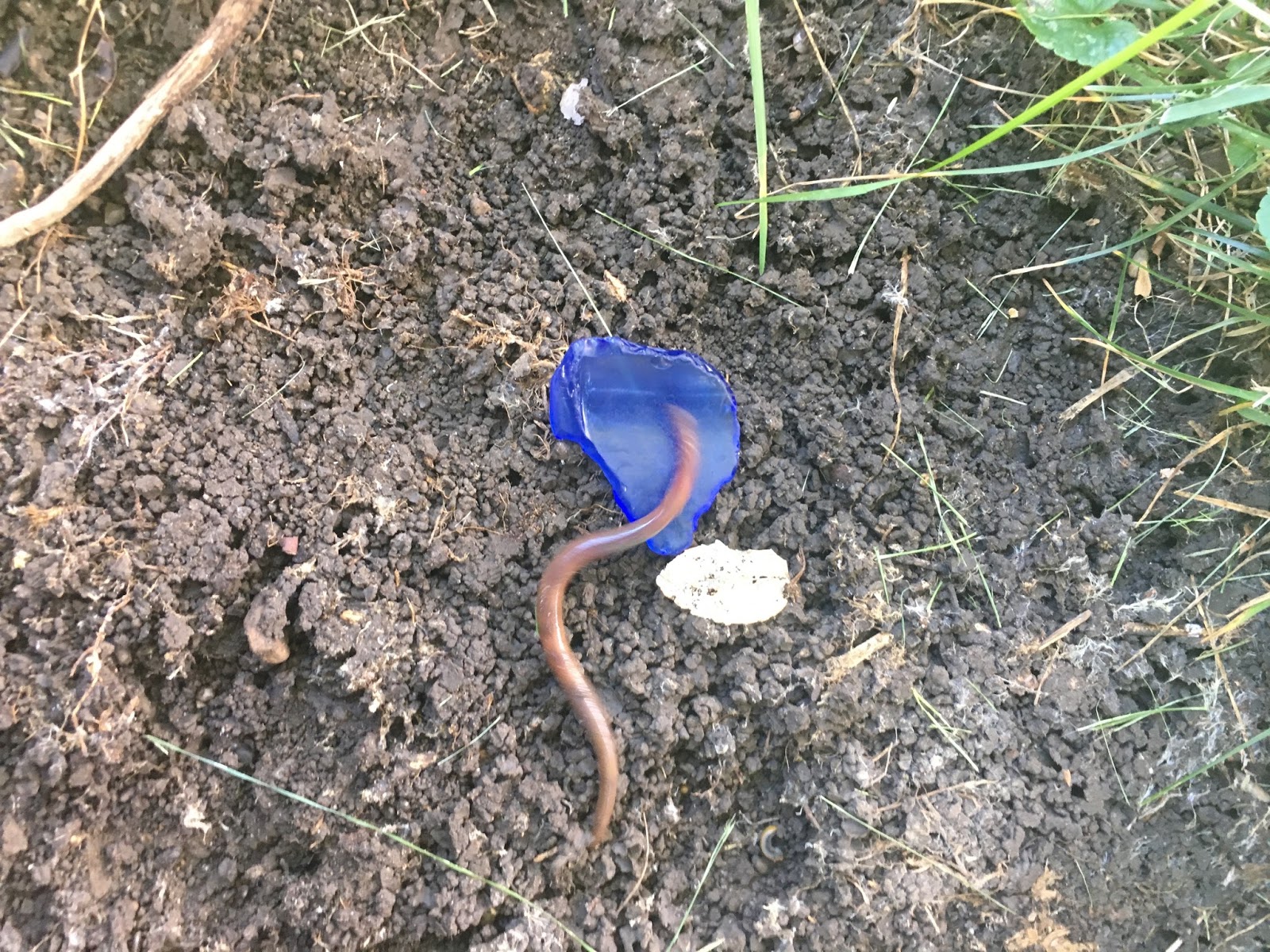 AP Bio Photo Blog 14. Hermaphrodite