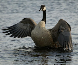 canada goose bird wild geese canadian birds animal duck wildlife predators deer story