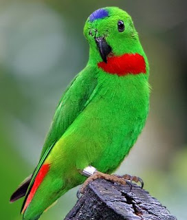 Keunikan Dan Mitos Burung Serindit Sangkarlapis