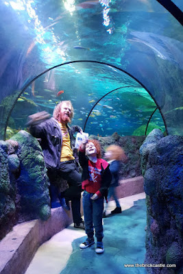 Discovery tunnel underwater sealife manchester