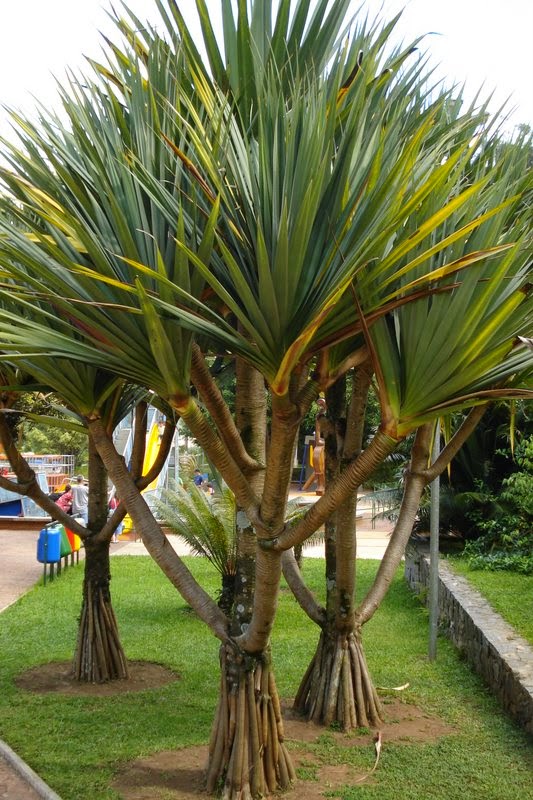 Pandanus Utilis