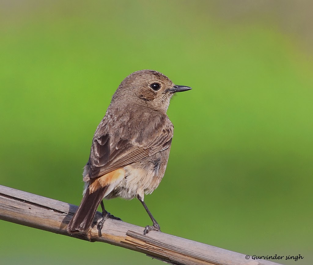 Jenis Jenis Burung Decu