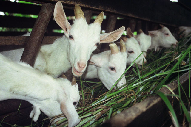 Bbptu Hpt Baturraden Kirim Perdana Bibit Kambing Perah Saanen Majalah Infovet I Majalah Peternakan Dan Kesehatan Hewan