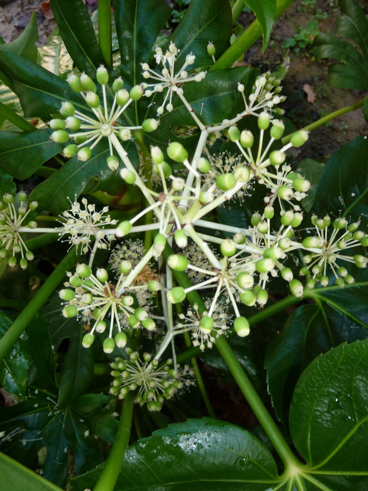 Ma Terre de Bruyère Plantations du massif Est