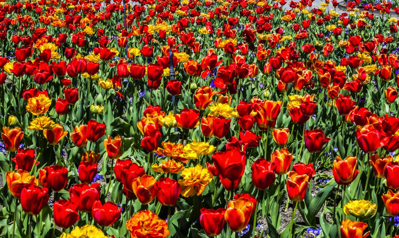 Walking Arizona Never Ending Tulips