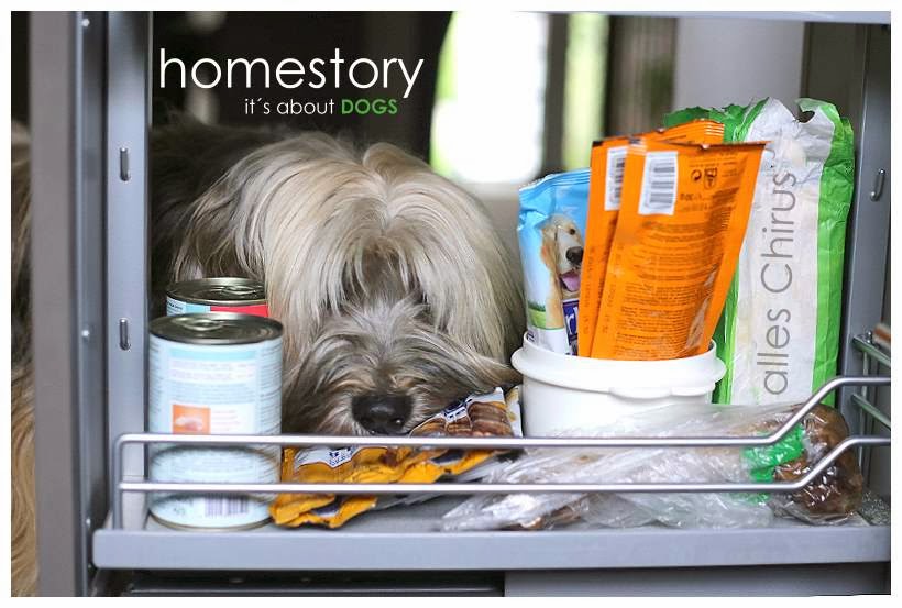 homestory: Tibeter Chiru gewährt ganz private Einblicke - ABOUT DOGS ...