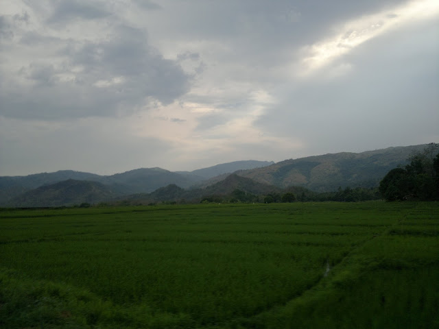 San Clemente Rice Fields Rice Fields in San Clemente Tarlac