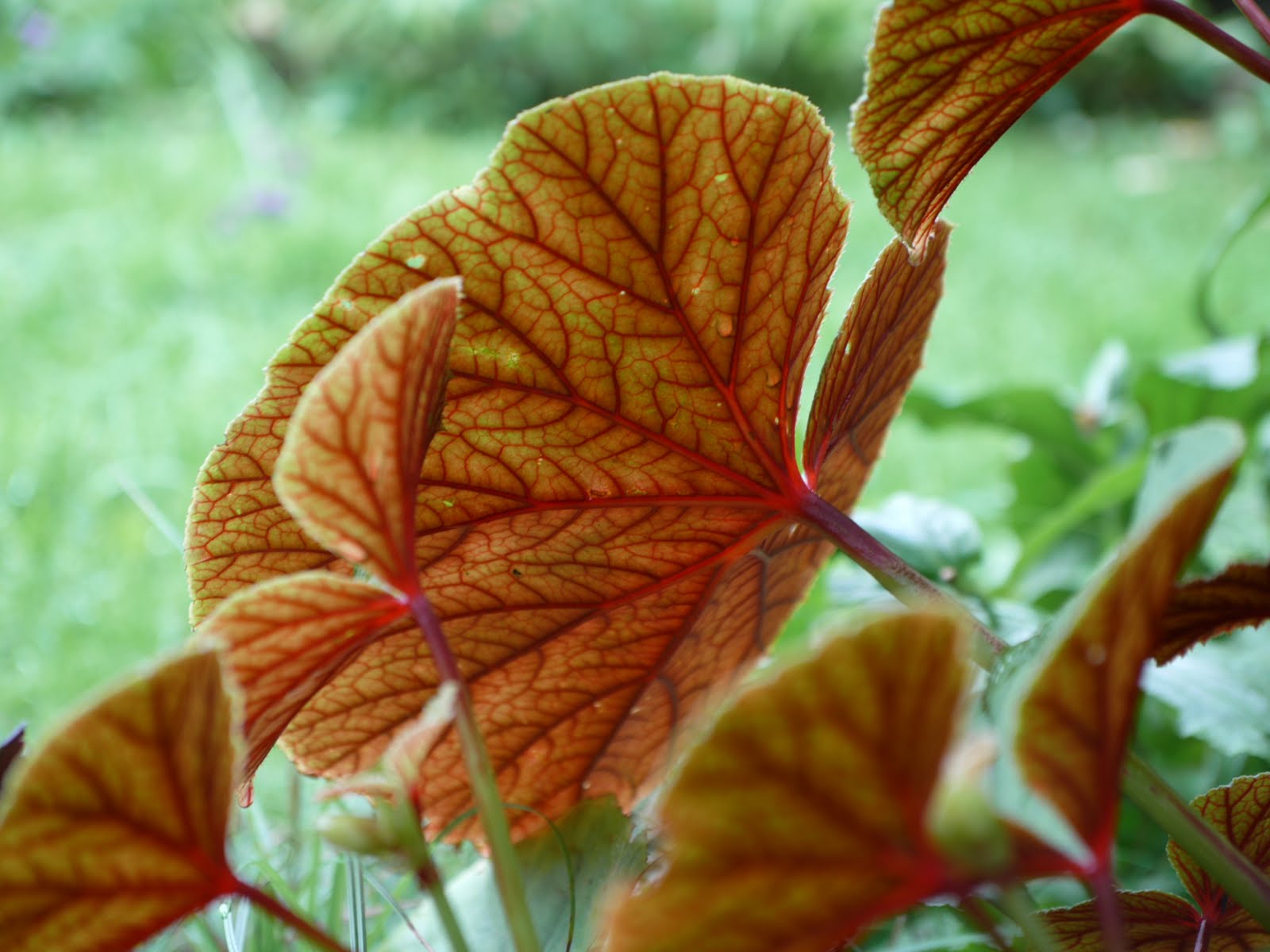 THE HARDY BEGONIA Begonia grandis The Garden of Eaden
