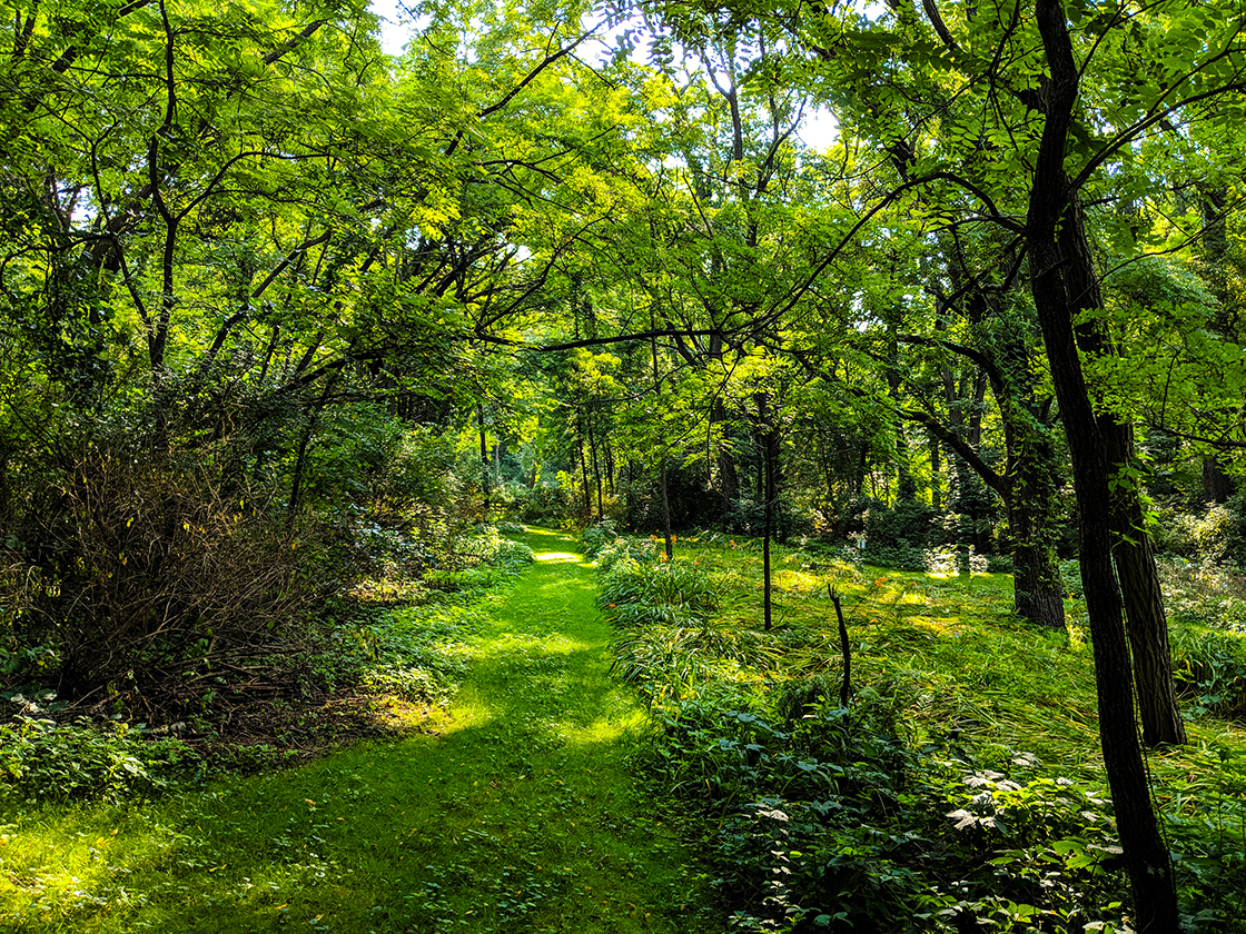 Hiking Morton Forest County Park