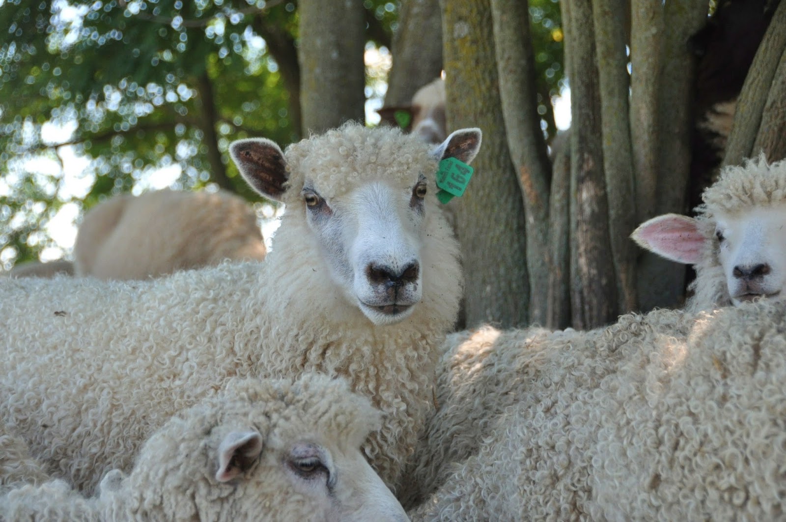 kosy sheep