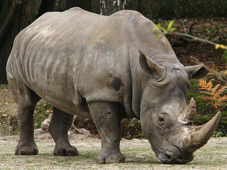 Baddaks Tourist Information: Badak Jawa (Rhinocerus sondaicus)