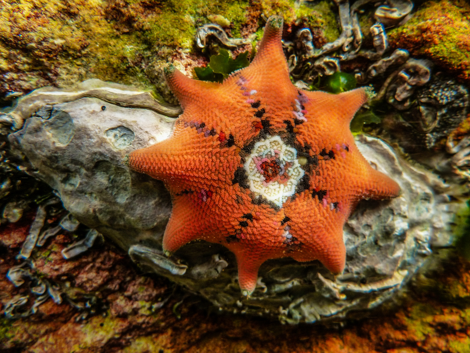 Real Monstrosities Carpet Sea Star