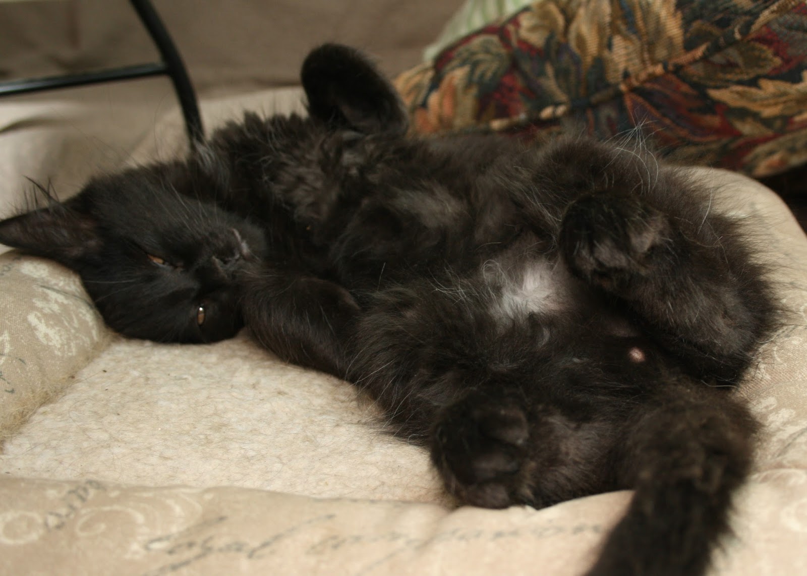 Wandering Cat Studio Cute As A Burton