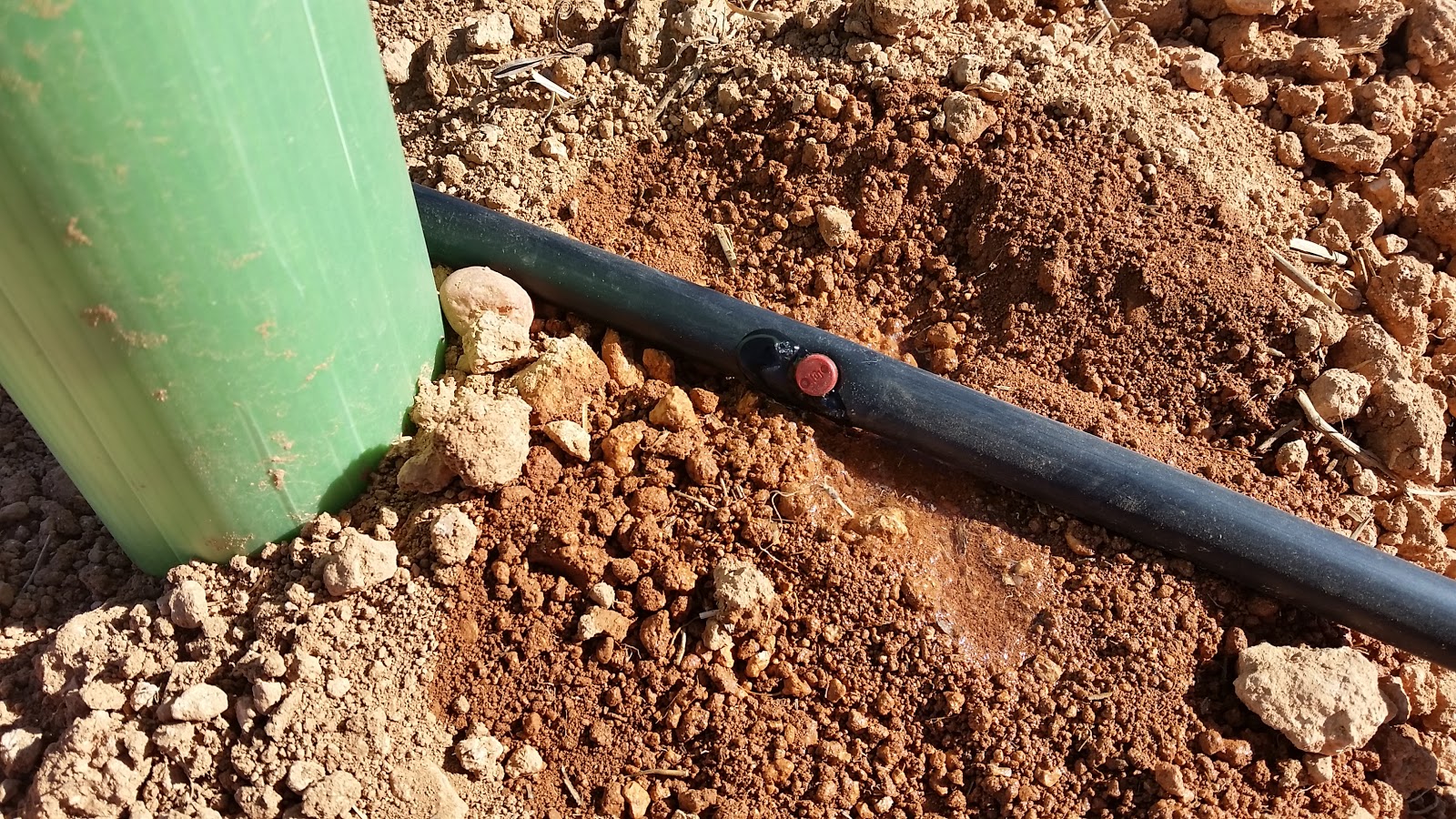 An original irrigation system for olive trees Earthenware jar