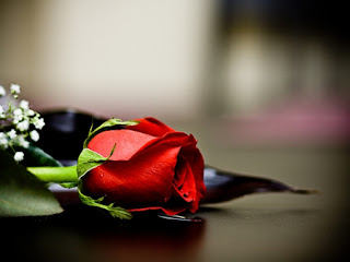 amour amour