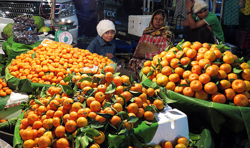 Vegetarian eat oranges from Shan State Vegetarian eat oranges from Shan State
