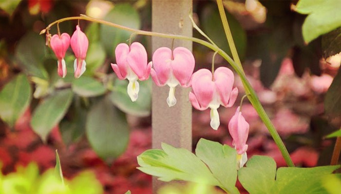 Plantas de jardineria