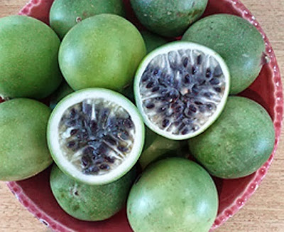 VENTO NORDESTE: FRUTOS DA CAATINGA: MARACUJÁ DO MATO - DELICIOSA ...