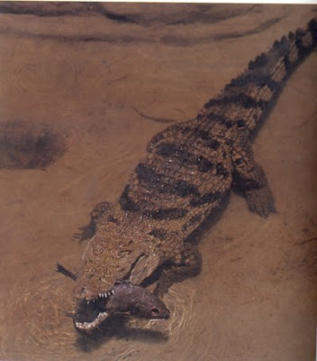 cocodrilo siames Crocodylus siamensis